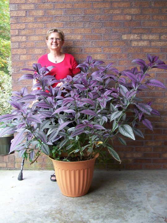 21536_106766576006414_3722477_n